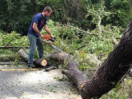 Seasonal Cleanup (Spring/Fall) in Ansted, WV